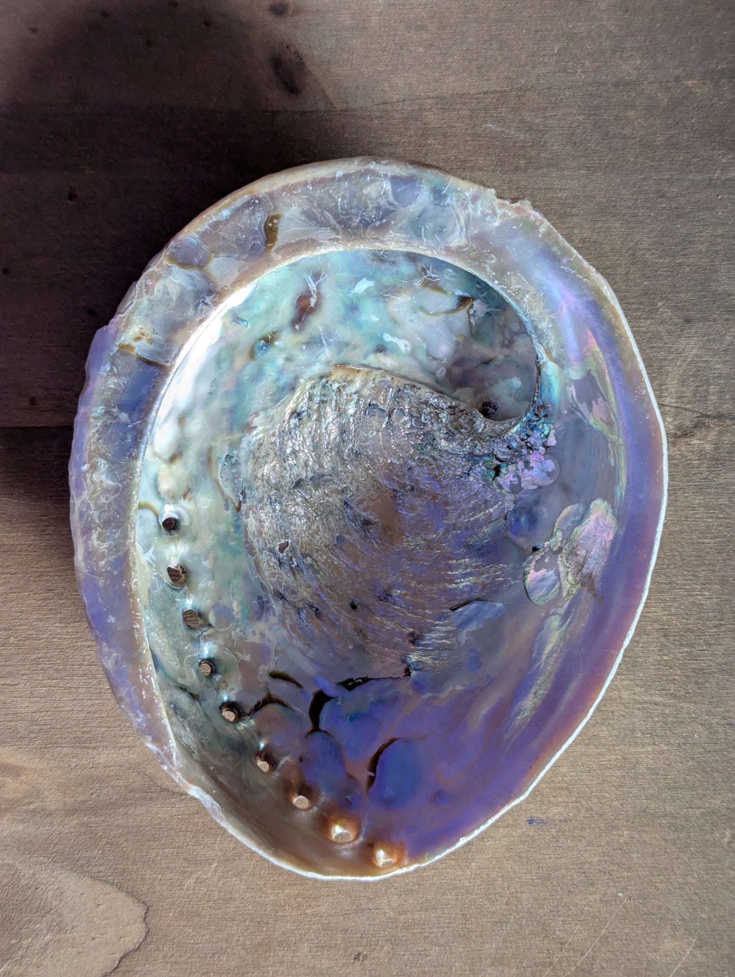 Coquille d'ormeau XXL