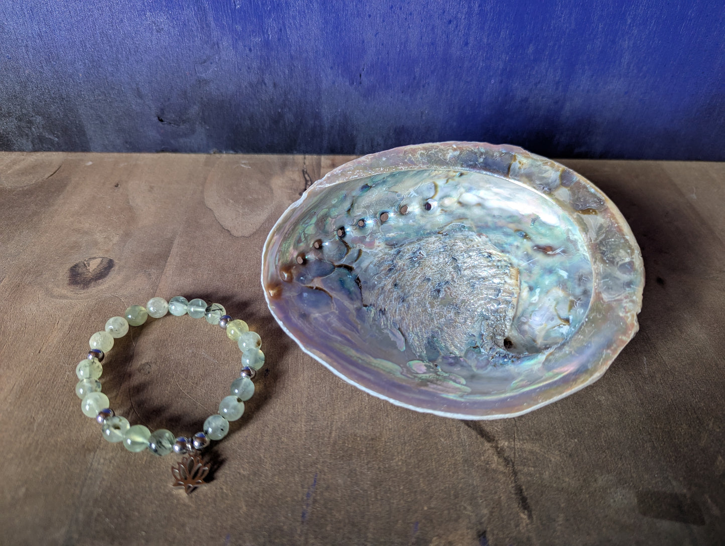 Coquille d'ormeau XXL